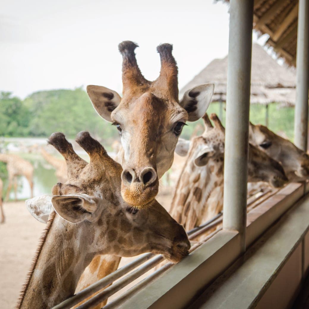Safari Zone drive-through Bangkok — lions and giraffes roaming freely around private vehicle