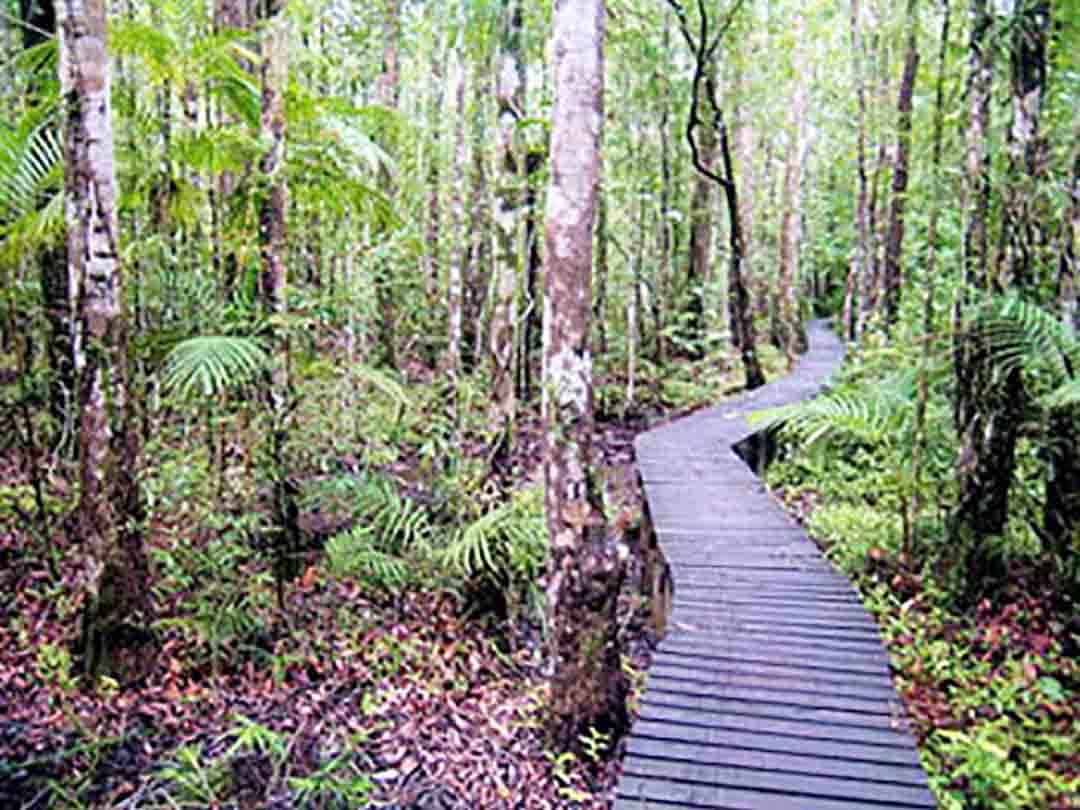Khao Phra Bang Khram Nature Reserve jungle trail — rainforest walk to Emerald Pool