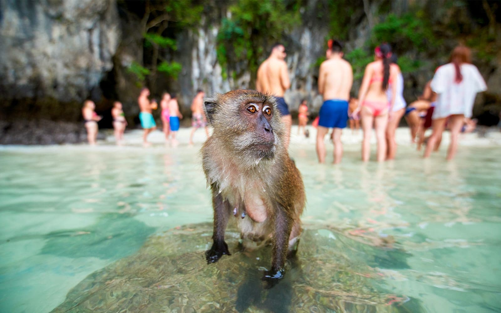 Monkey Beach Phi Phi Don — wild macaques on the beach, Phi Phi Islands tour from Krabi