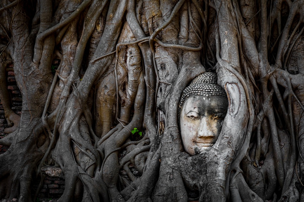 Buddha head entwined in banyan tree roots Wat Mahathat Ayutthaya — most iconic image in Thailand