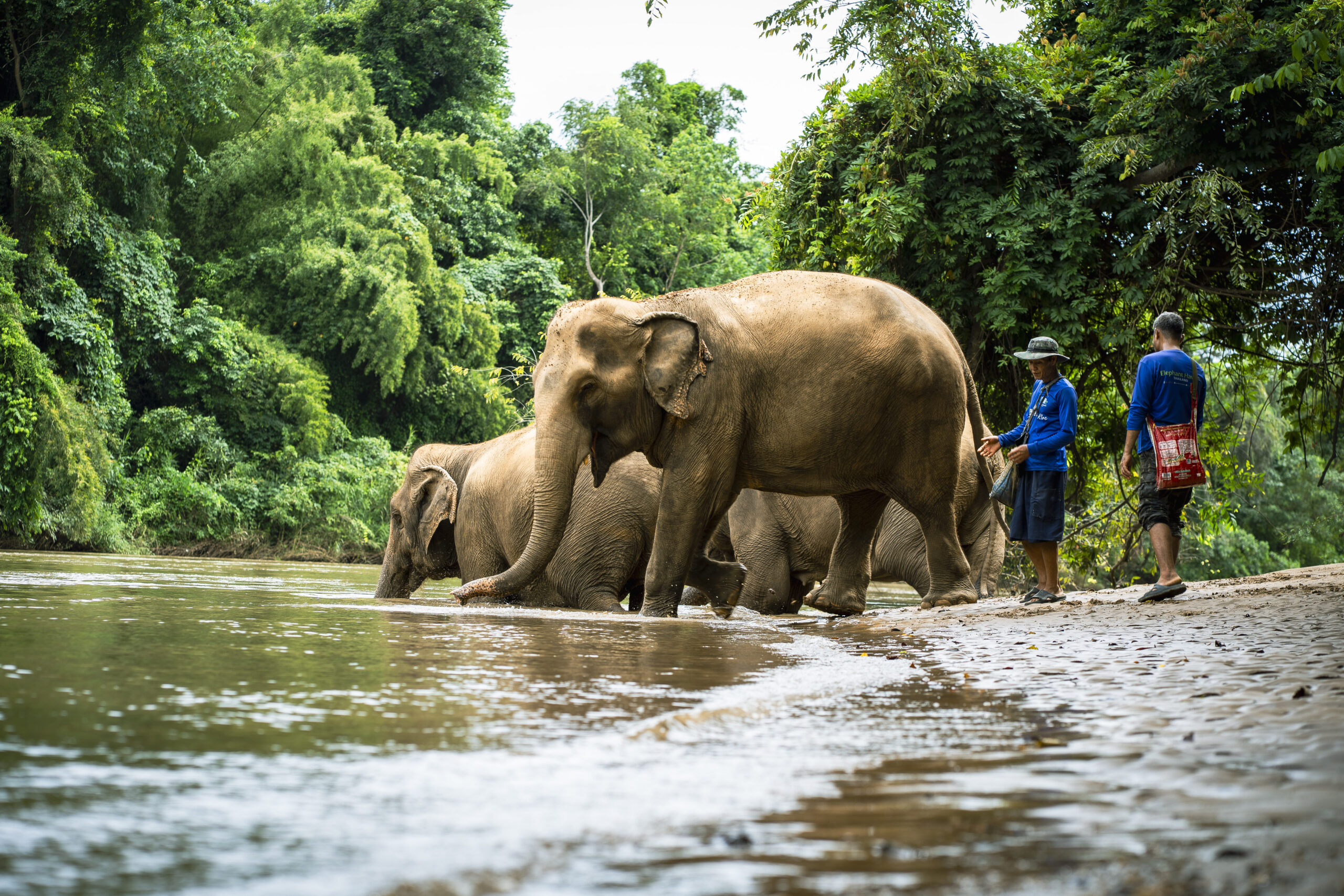 Sai Yok Elephant Park elephant bathing River Kwai Kanchanaburi Thailand ethical sanctuary