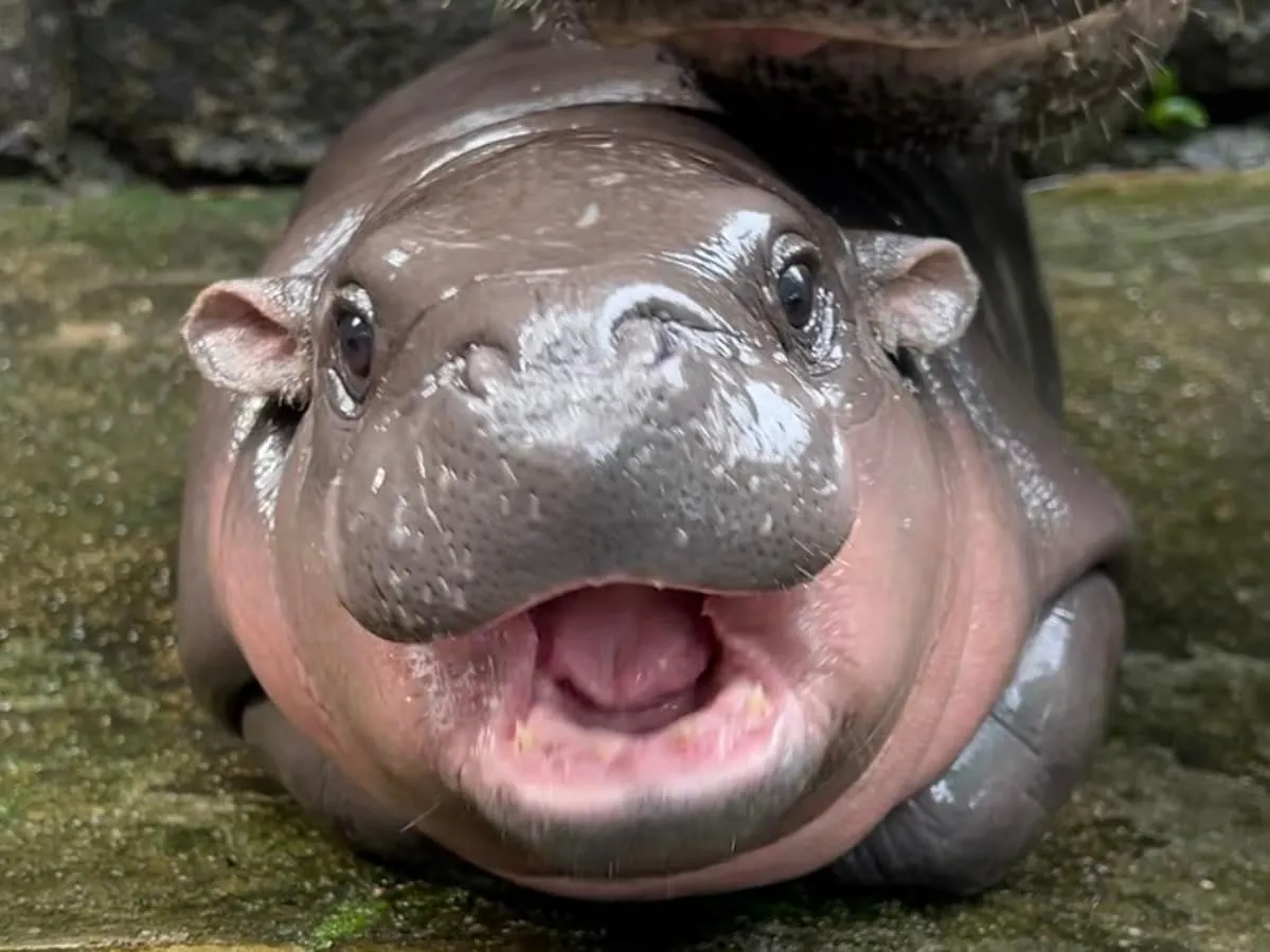 Moo Deng the pygmy hippopotamus in her enclosure at Khao Kheow Open Zoo