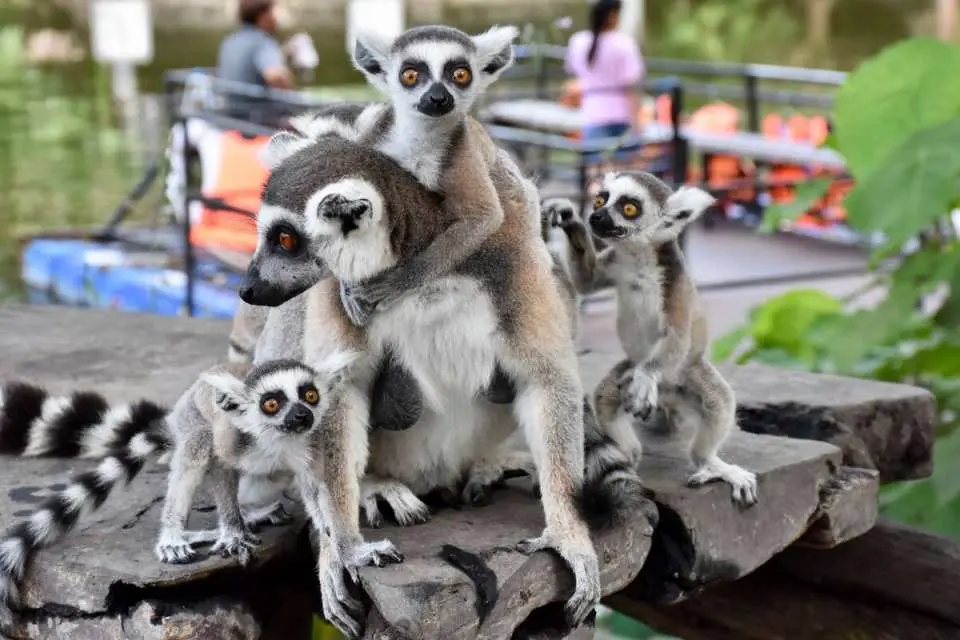 Family with young children exploring Khao Kheow Open Zoo on a day trip