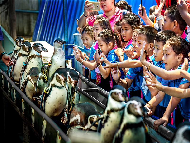Penguin parade walking past visitors at Khao Kheow Open Zoo