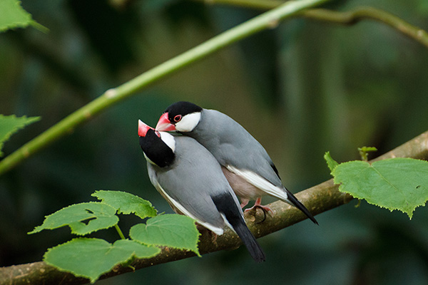 Walk-through aviary with free-flying birds at Khao Kheow Open Zoo
