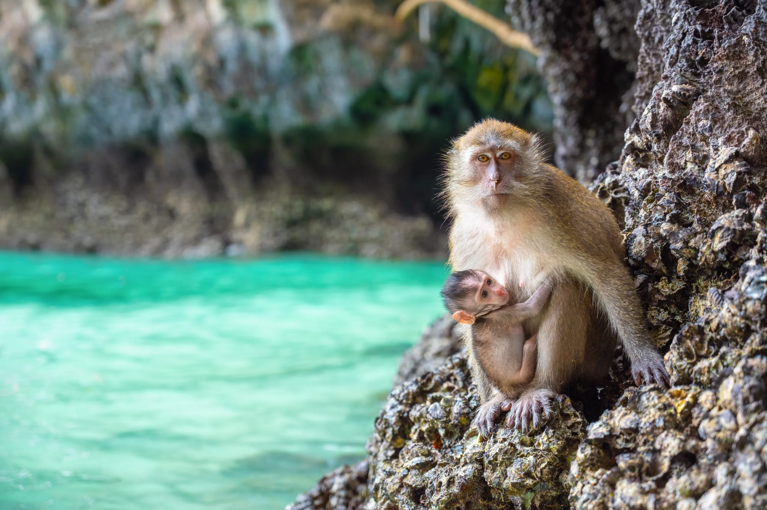 Monkey Beach Phi Phi Don wild macaque view from speedboat Thailand