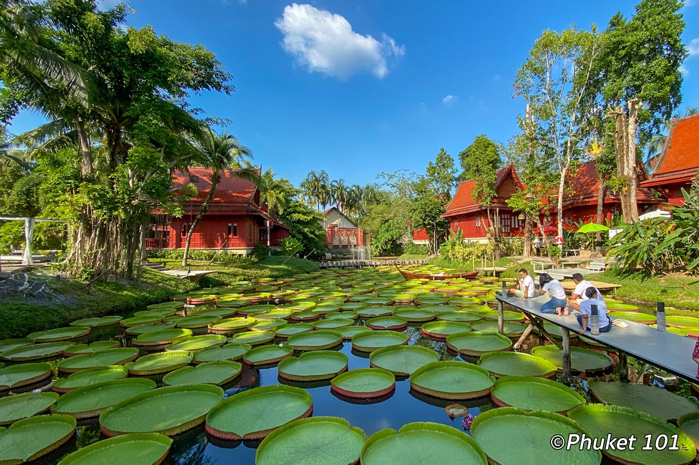 Ma Doo Bua cafe giant Victoria lotus lily pads Phuket Thailand photo stop