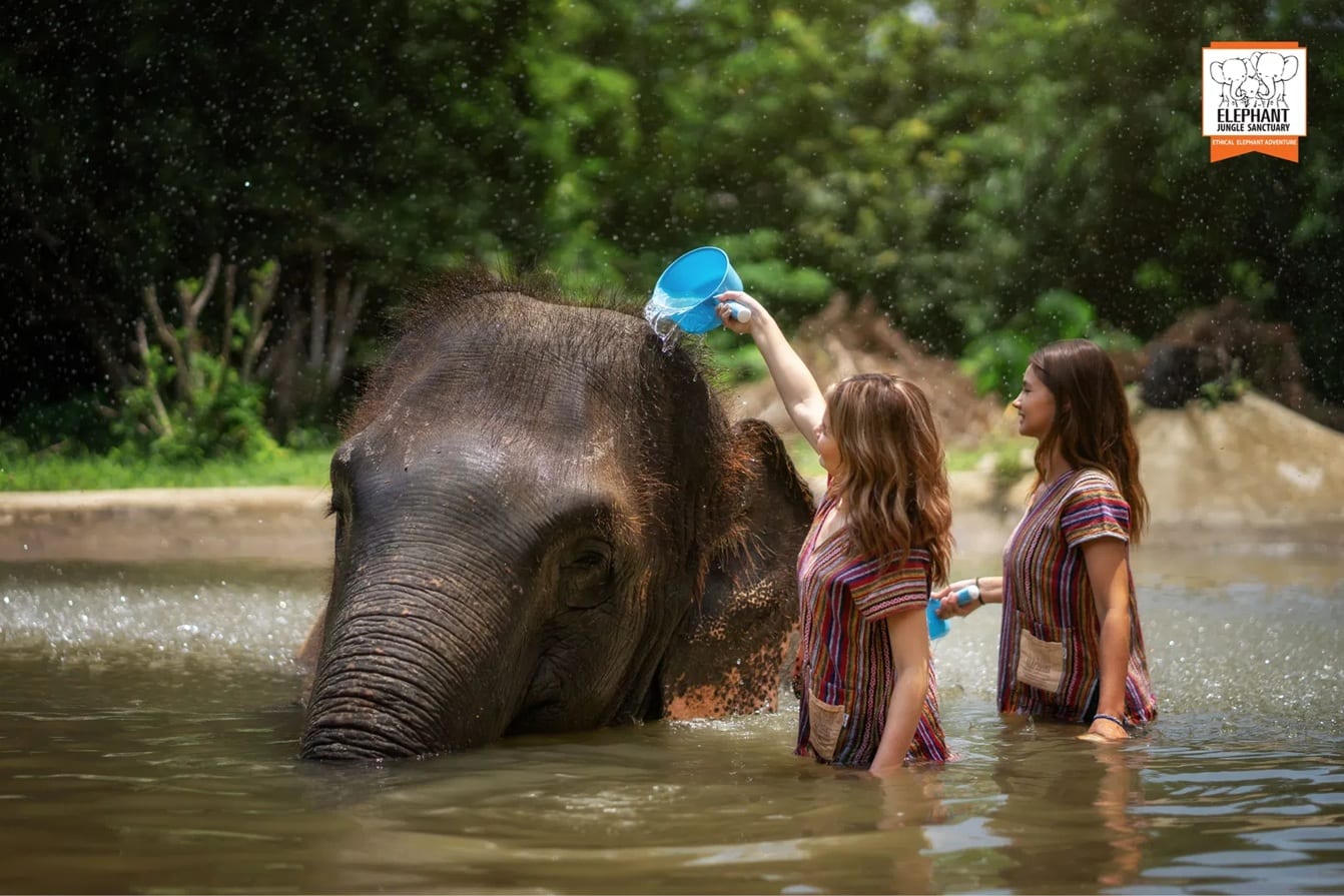 Guests bathing and pouring water over a rescued elephant at Elephant Jungle Sanctuary