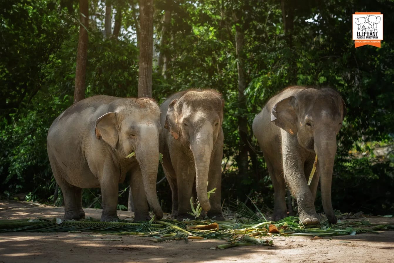 Three rescued elephants grazing on palm fronds in natural jungle surroundings at Elephant Jungle Sanctuary