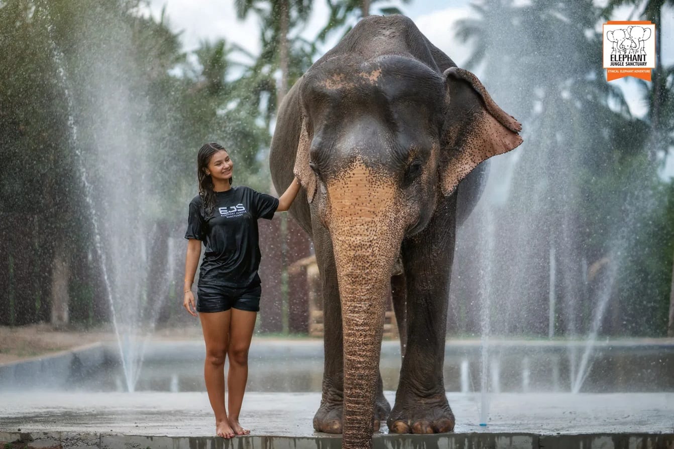 Rescued elephant cooling off under the sanctuary shower with a guest at Elephant Jungle Sanctuary