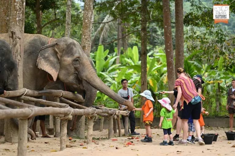 Family with young children hand-feeding gentle rescued elephants at the ethical no-riding sanctuary