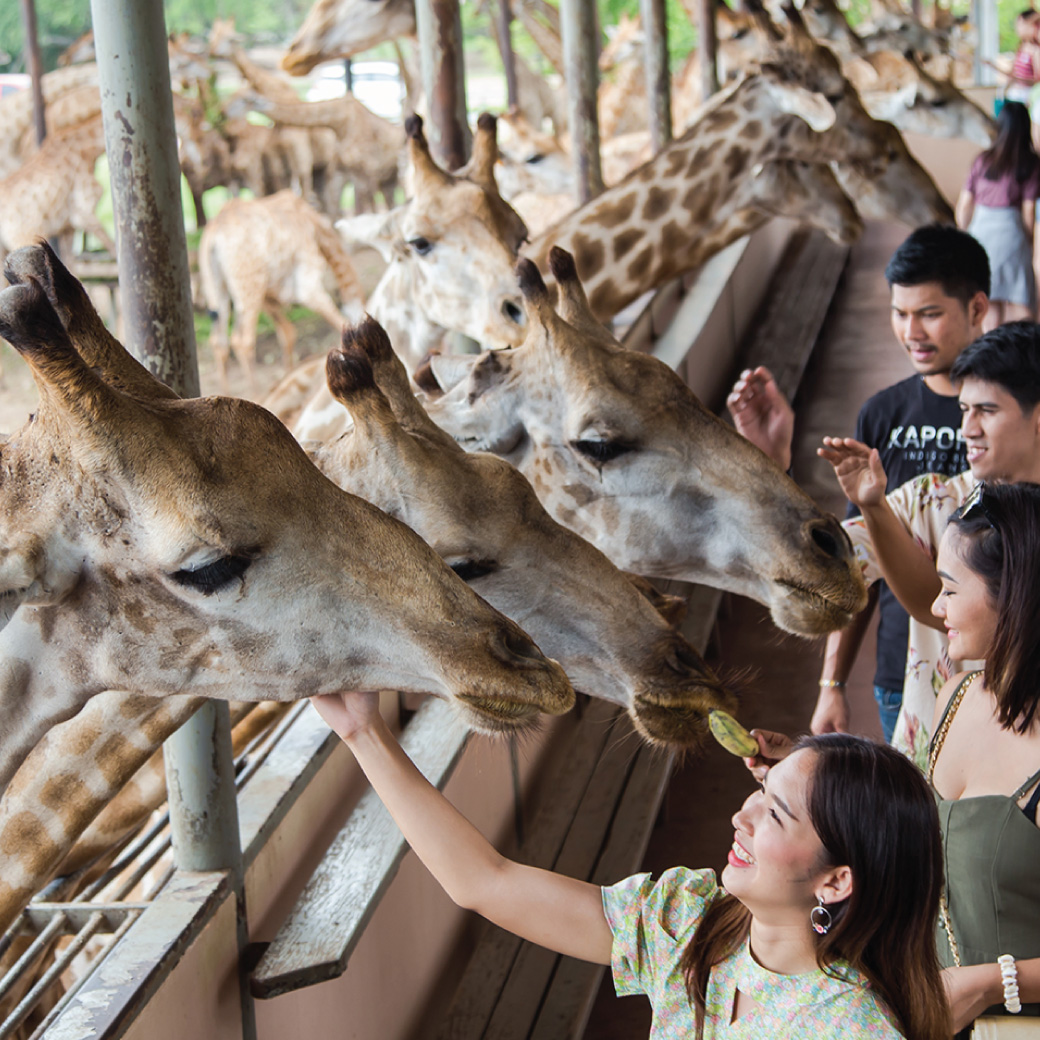 Safari World Bangkok: Complete Guide — Show Timings, Ticket Prices & Indian Buffet Lunch
